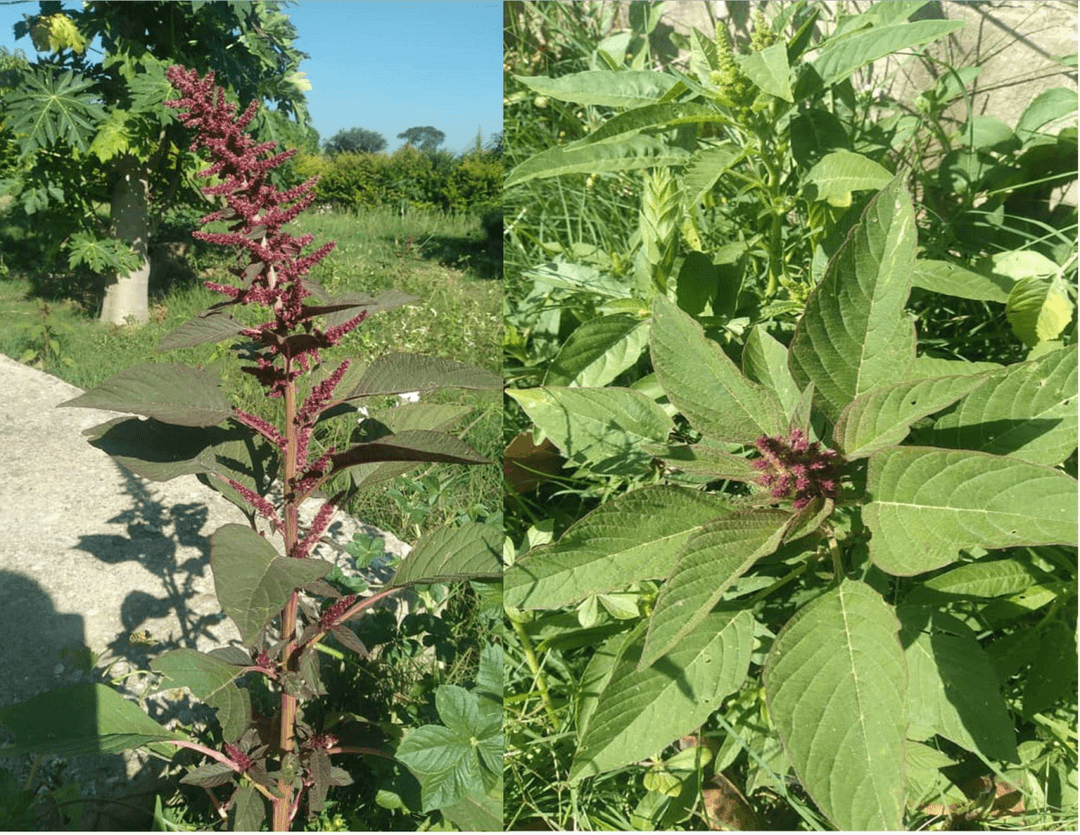 Health Benefits of Amaranthus (Bondwe) Leaves